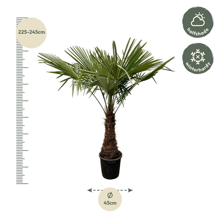 Trachycarpus - ↕235cm- Ø40cm