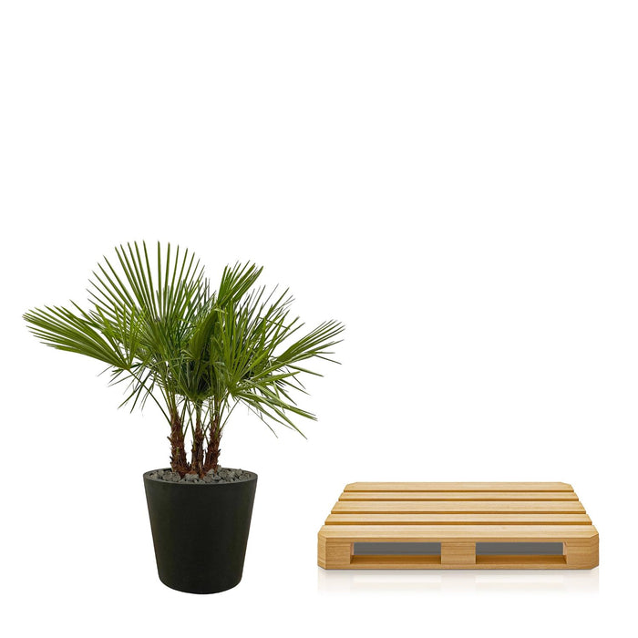 Trachycarpus multi stam - ↕180cm- Ø45cm