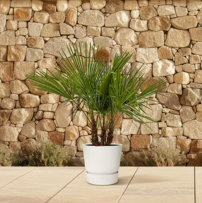 Trachycarpus multi stam - ↕180cm- Ø45cm