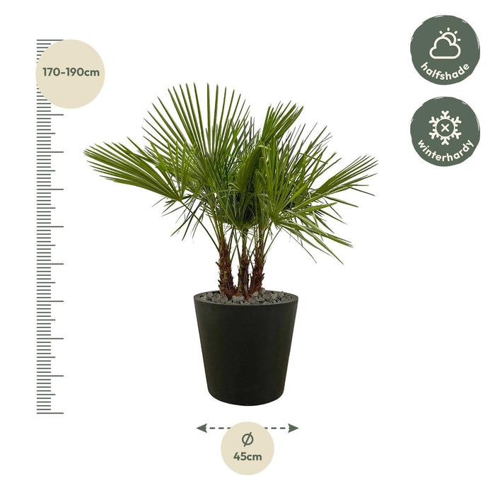 Trachycarpus multi stam - ↕180cm- Ø45cm