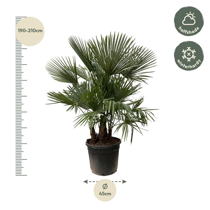 Trachycarpus multi stam - ↕200cm- Ø45cm