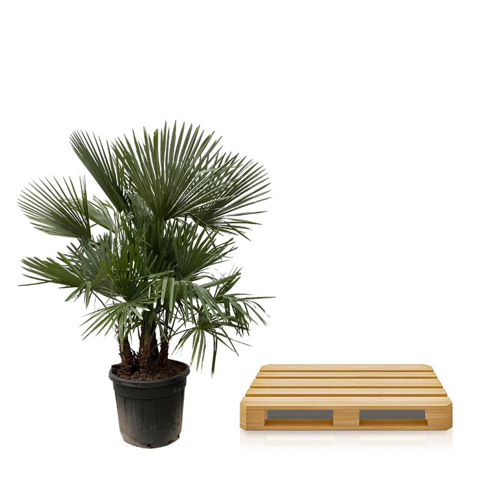 Trachycarpus multi stam - ↕200cm- Ø45cm