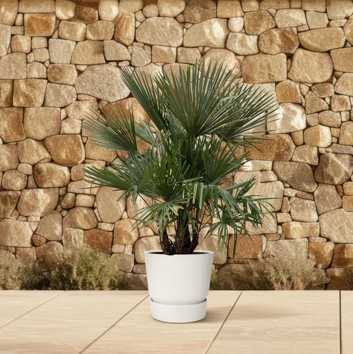 Trachycarpus multi stam - ↕200cm- Ø45cm