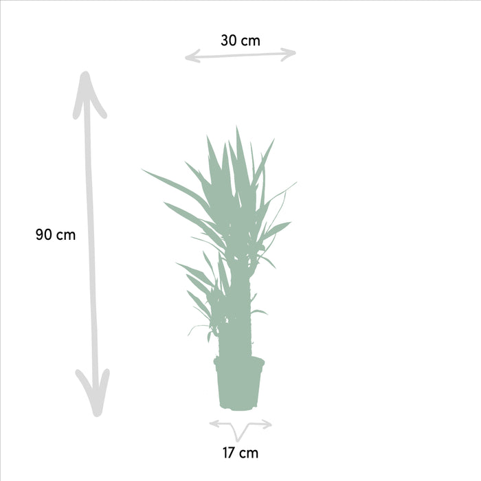 Yucca - ↕90cm - Ø17cm