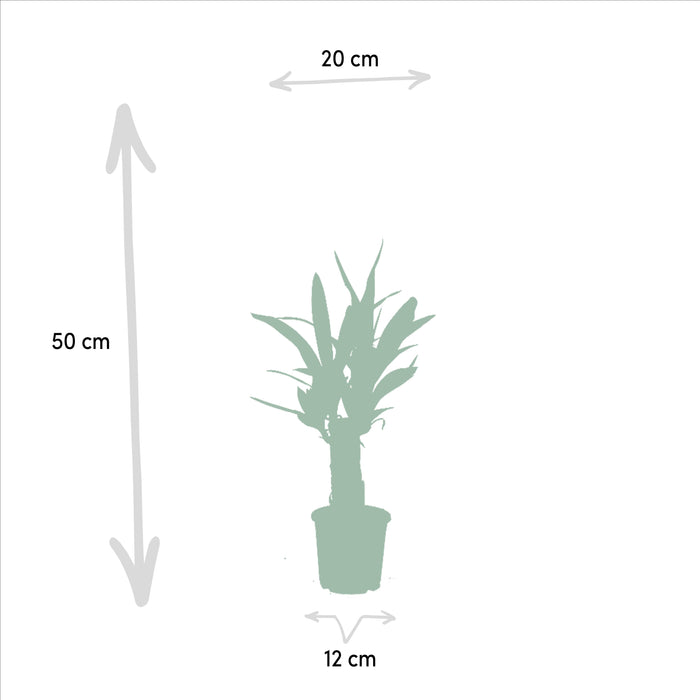 Yucca - ↕50cm - Ø12cm