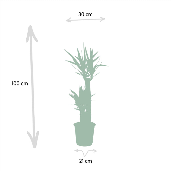 Yucca - ↕100cm - Ø21cm