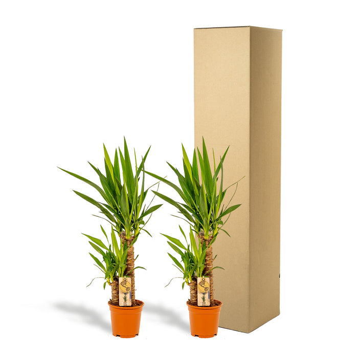 2x Yucca - ↨90cm - Ø17cm