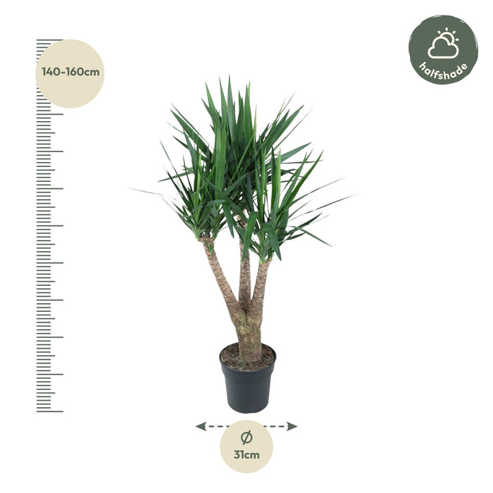 Yucca Elephantipe vertakt - ↕150cm - Ø31cm