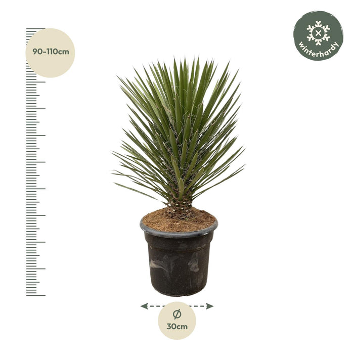 Yucca Filifera Australis - ↕100cm - Ø30cm