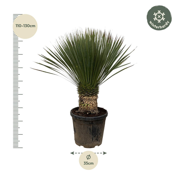 Yucca Rostrata  - ↕120cm - Ø35cm