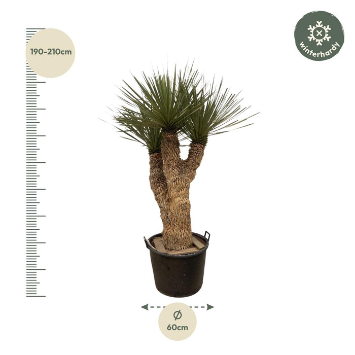 Yucca Rostrata Hidra - ↕200cm - Ø60cm