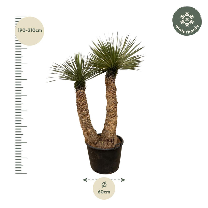 Yucca Rostrata Hidra - ↕200cm - Ø60cm