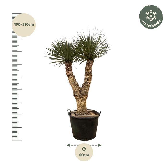 Yucca Rostrata Hidra - ↕200cm - Ø60cm