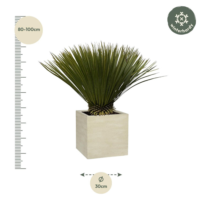 Yucca Rostrata - ↕90cm - Ø30cm