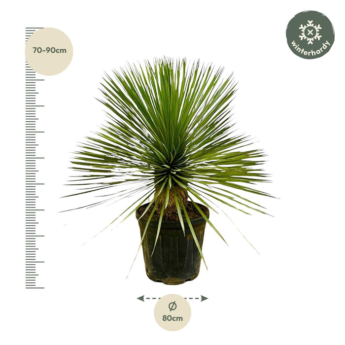 Yucca Rostrata op stam - ↕80 cm - Ø27cm