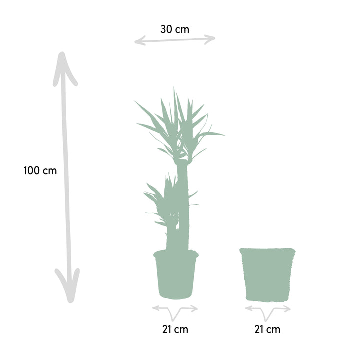 Yucca met mand - ↕100cm - Ø21cm