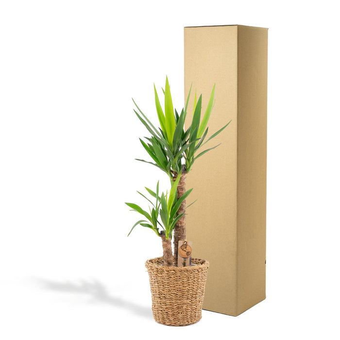 Yucca met mand - ↕100cm - Ø21cm