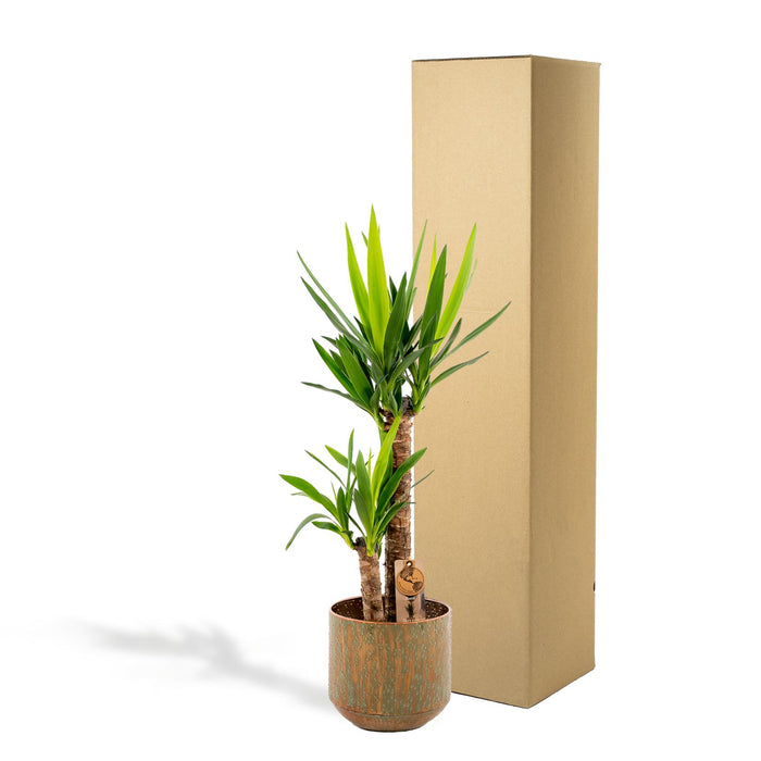 Yucca met pot - ↕100cm - Ø21cm