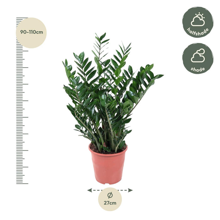 Zamioculcas Zamiifolia - ↕100cm - Ø27cm