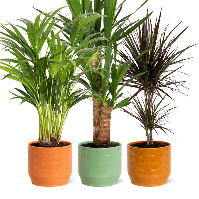 Plantenbox Jungle Mix Romantisch in Sanne keramiek p17