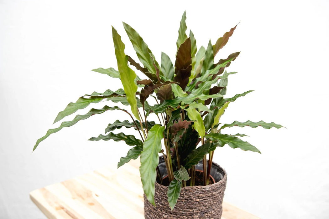 Calathea Elgergrass - ↕40cm - Ø12cm