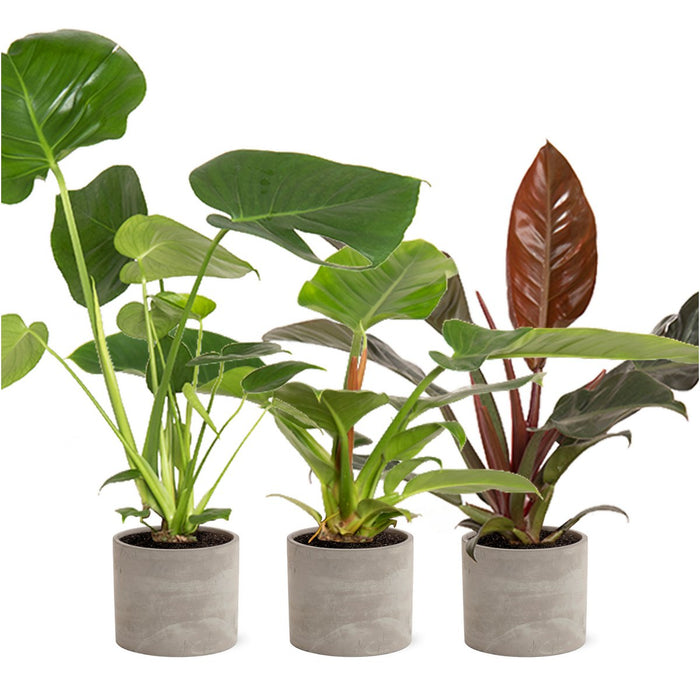 Plantenbox Tropical Mix in Industriele Jolijn keramiek pot - Ø14cm