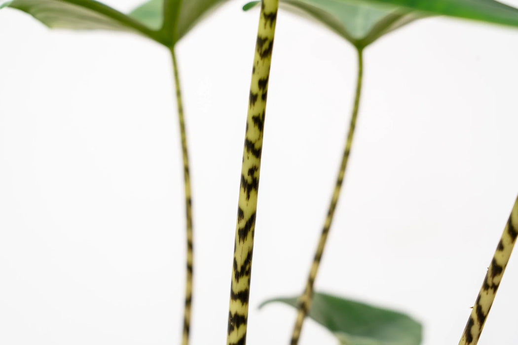 Alocasia Zebrina - ↕80cm - Ø19cm