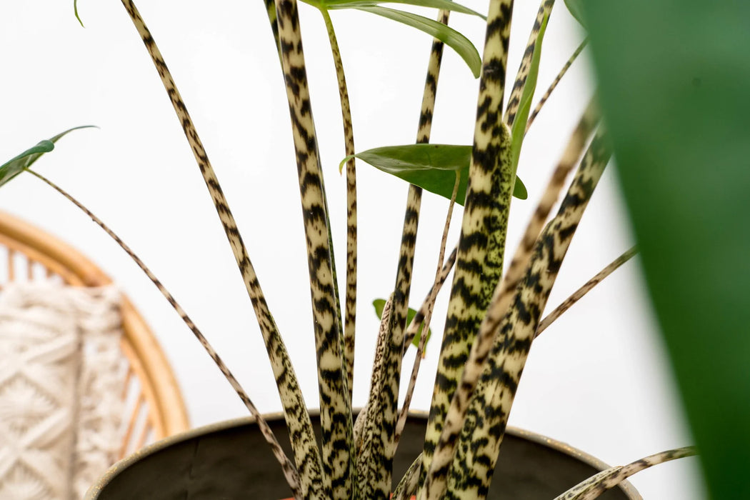 Alocasia Zebrina - ↕80cm - Ø19cm