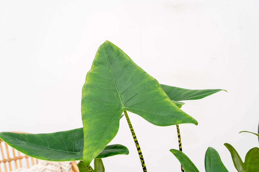 Alocasia Zebrina - ↕80cm - Ø19cm