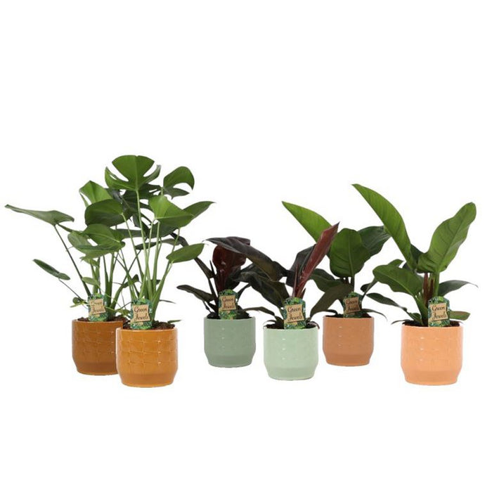 Plantenbox Tropical mix Romantisch in Sanne keramiek - Ø17cm