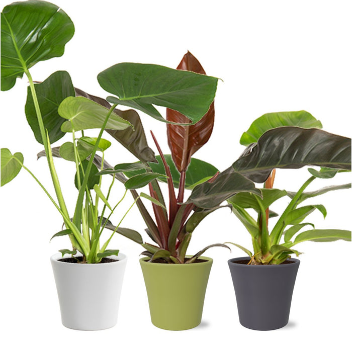 Plantenbox Tropical Mix Modern in Coco keramiek - Ø14cm