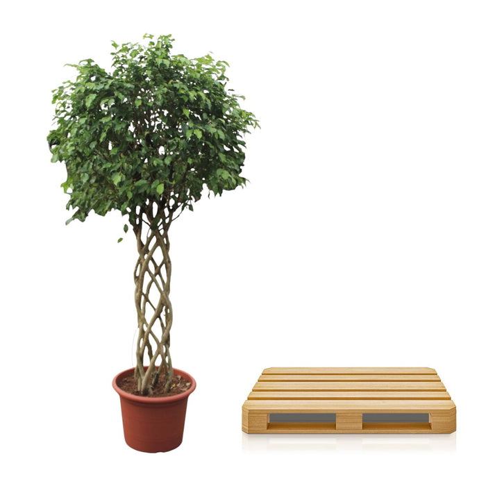 Ficus Benjamina Exotica gevlochten stam - 250 cm - ø55