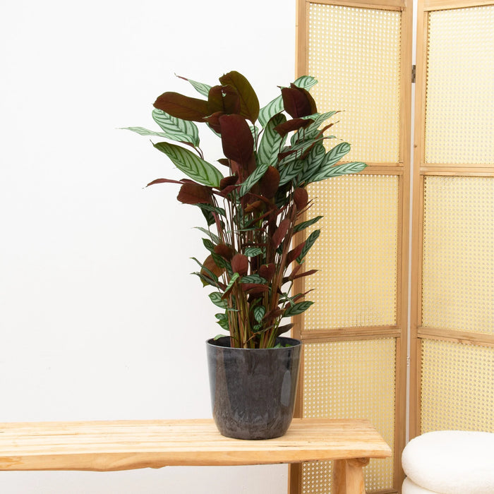 Calathea Compactstar - ↕80cm - Ø19cm