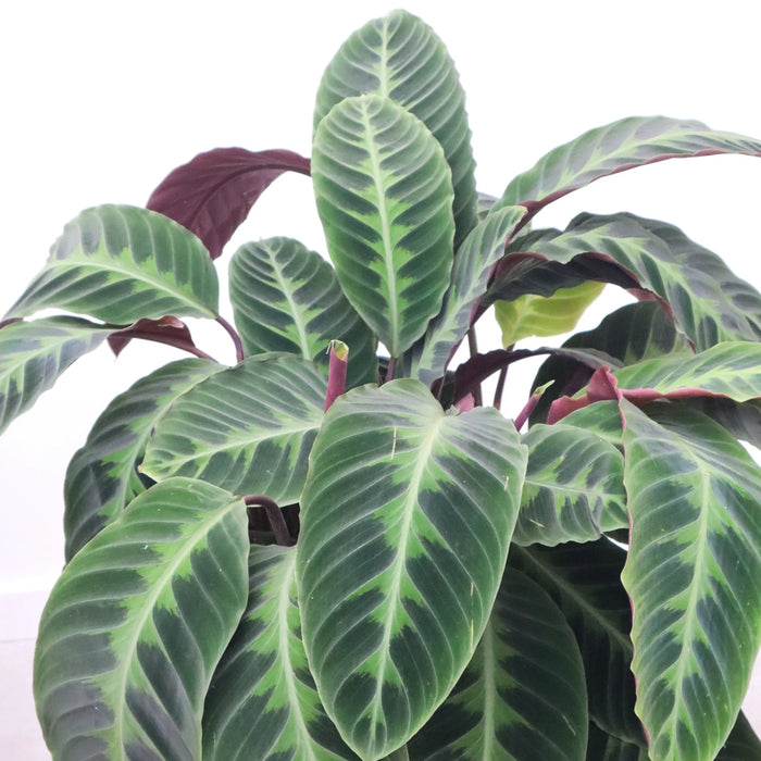 Calathea Warscewiczii - ↕80 cm - Ø19cm