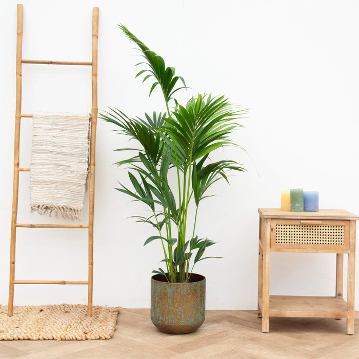 Kentia Palm - ↕130cm - Ø21cm