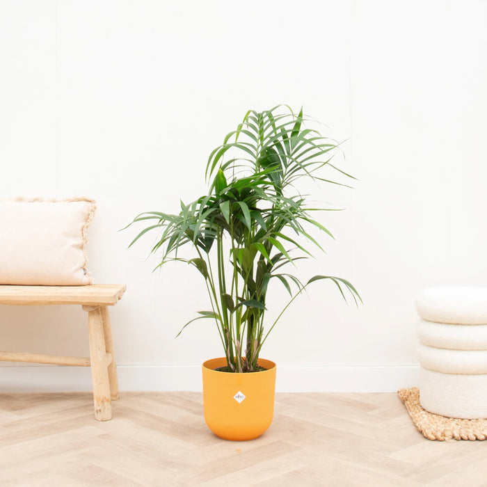 Kentia palm inclusief elho Jazz Round geel - ↕130cm - Ø26cm