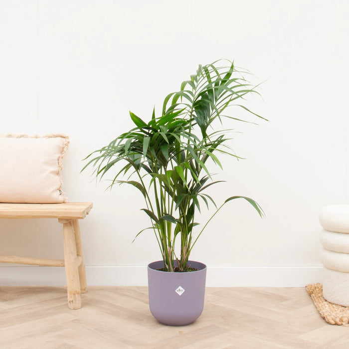 Kentia palm inclusief elho Jazz Round lila - ↕130cm - Ø26cm