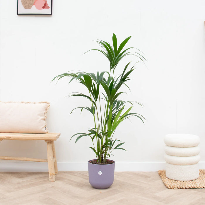 Kentia palm inclusief elho Jazz Round lila - ↕160cm - Ø26cm