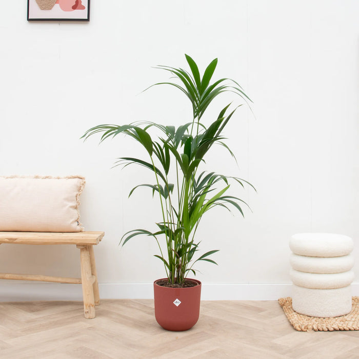 Kentia palm inclusief elho Jazz Round rood - ↕160cm - Ø26cm