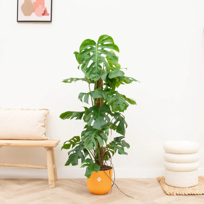 Monstera Pertusum XL inclusief elho Jazz Round geel - ↕120cm - Ø26cm