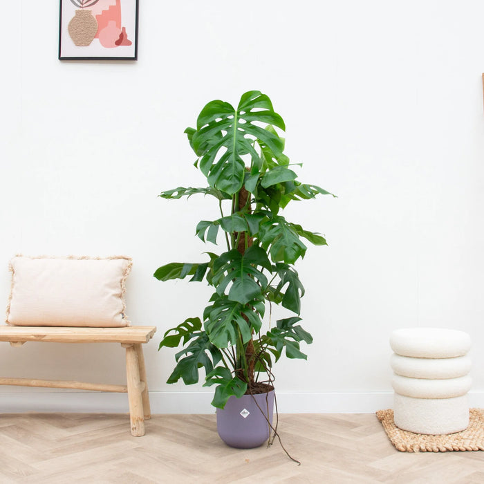 Monstera Pertusum XL inclusief elho Jazz Round lila - ↕120cm - Ø26cm