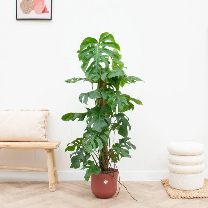 Monstera Pertusum XL inclusief elho Jazz Round rood - ↕120cm - Ø26cm