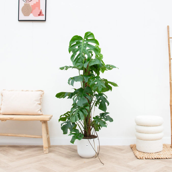 Monstera Pertusum XL inclusief elho Jazz Round wit - ↕120cm - Ø26cm