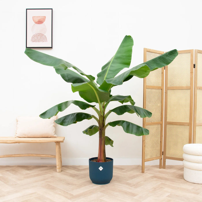 Bananenplant (Musa) inclusief elho Vibes Fold Round blauw - ↕150cm - Ø30cm