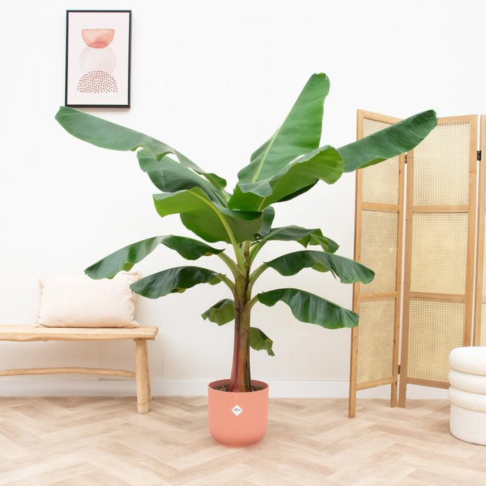 Bananenplant (Musa) inclusief elho Vibes Fold Round roze - ↕150cm - Ø30cm