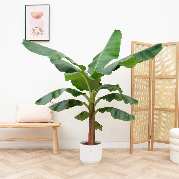 Bananenplant (Musa) inclusief elho Vibes Fold Round wit - ↕150cm - Ø30cm