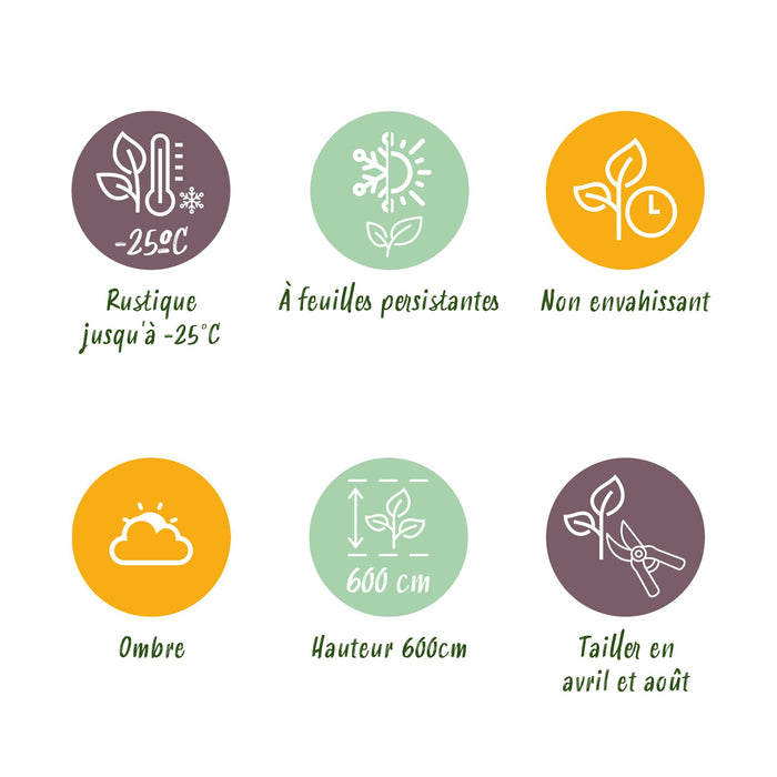 Haagplanten - Cupressocyparis leylandii - blad groen - 8 planten - 1 strekkende meter - groenblijvend - pot 9cm hoogte 35-40cm