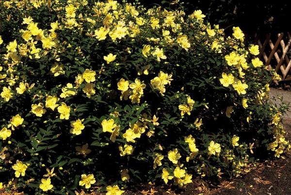 Hypericum 'Hidcote' - ↕10-25cm - Ø9cm - 6x