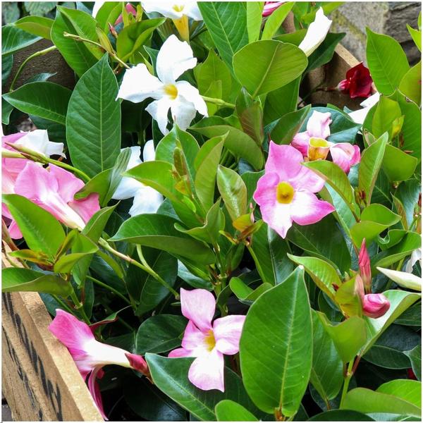 6 x Dipladenia white - Mandevilla white Ø12 cm - ↕25 cm