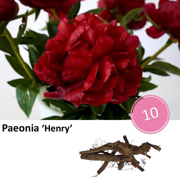 Pioenrozen - Paeonia 'Henry' - 10x